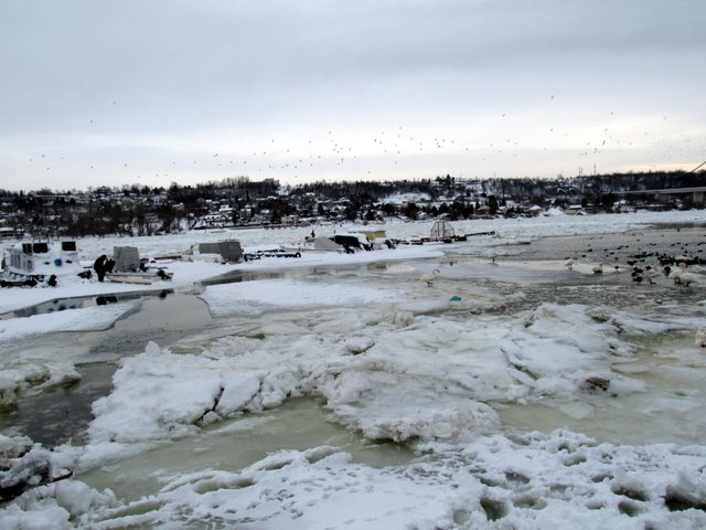 Zaleđeni Dunav